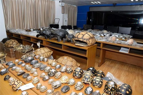 網購野生動物制品，法不可違——以案說法解析法律風險